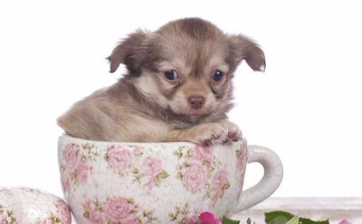 茶杯犬很可爱？茶杯犬是怎么来的？细数茶杯犬背后血泪史