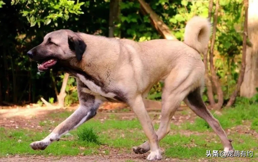 坎高犬，国宝级大型犬，不仅有着威猛之气，还有着高的颜值