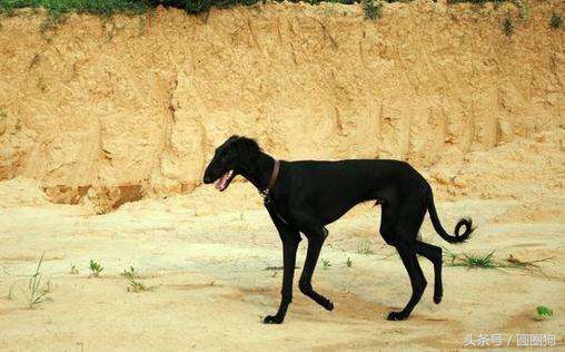世界名犬——中国细犬（狩猎犬）