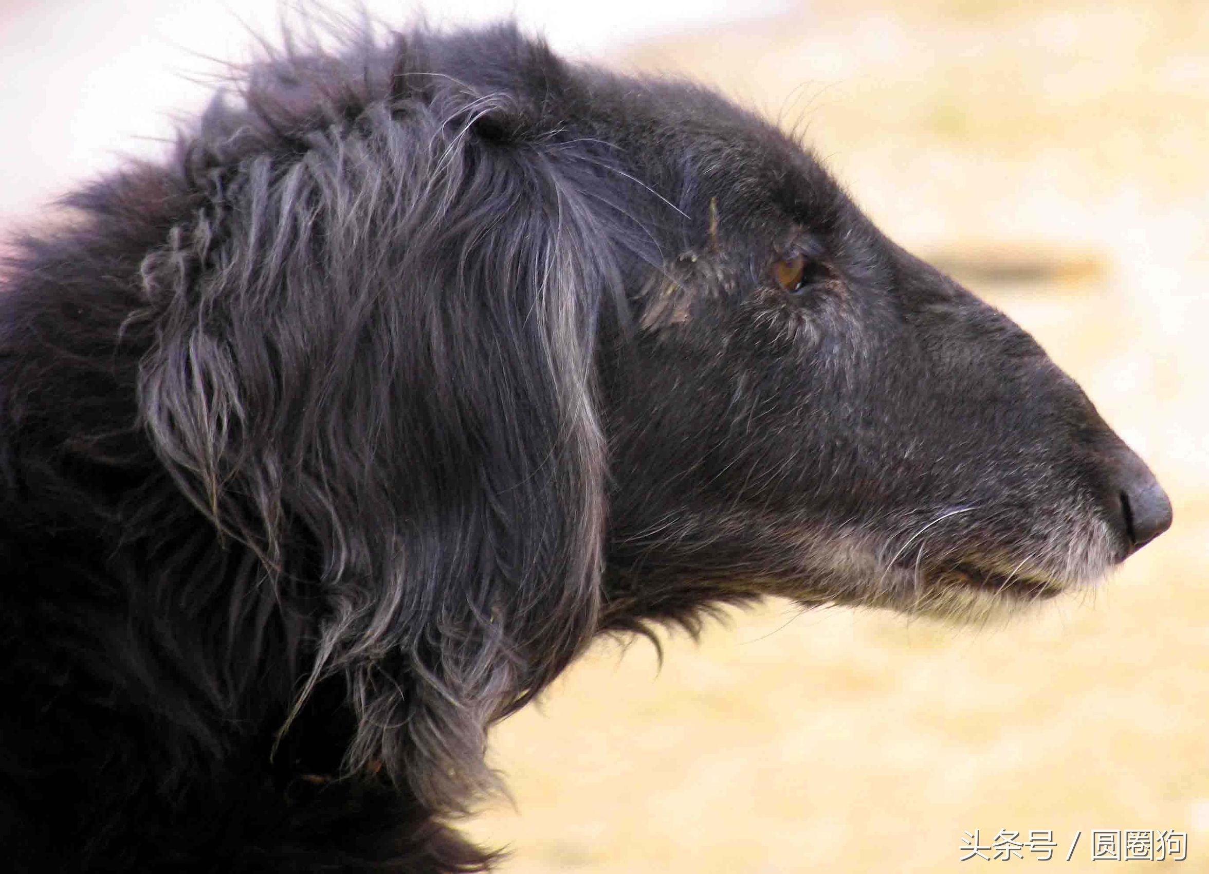 世界名犬——中国细犬（狩猎犬）