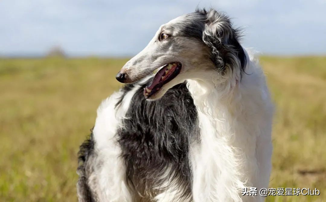 百科 | 苏俄猎狼犬，华丽的锥子脸贵族