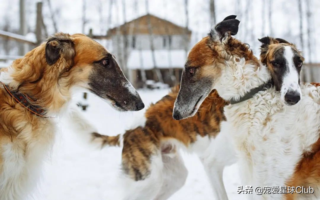 百科 | 苏俄猎狼犬，华丽的锥子脸贵族