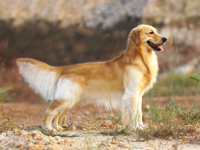 全球10大高颜值的狗狗，萨摩耶居榜首，博美排第二，你养了吗？