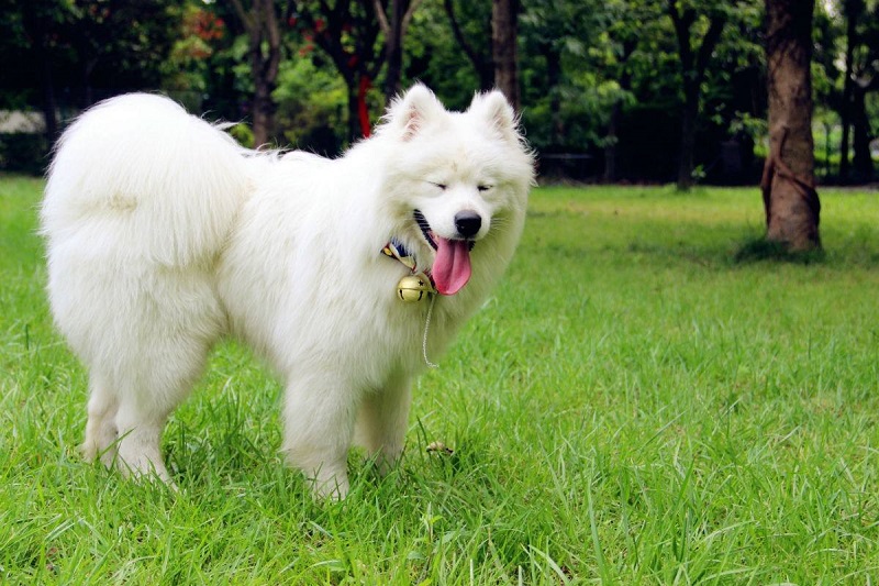 萨摩耶犬一生中的五个阶段，你陪伴它了吗？