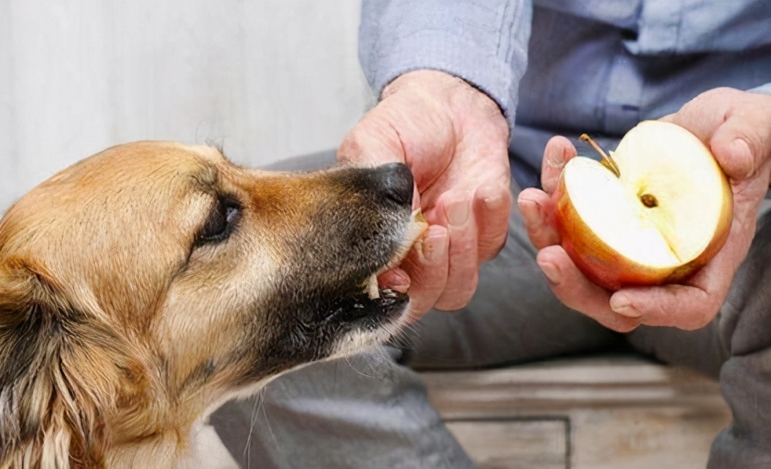 让狗狗致命的“10种食物”，你有在喂吗？