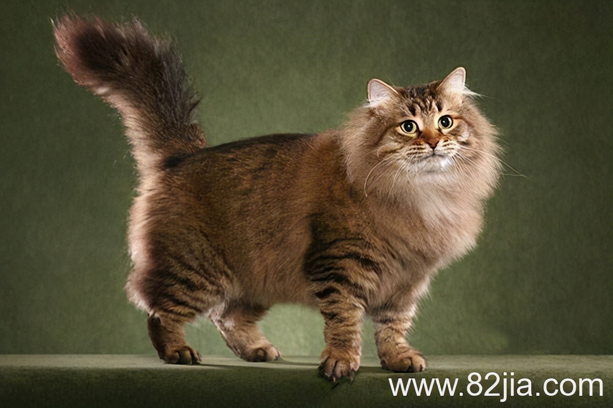 西伯利亚森林猫介绍 西伯利亚森林猫多少钱一只