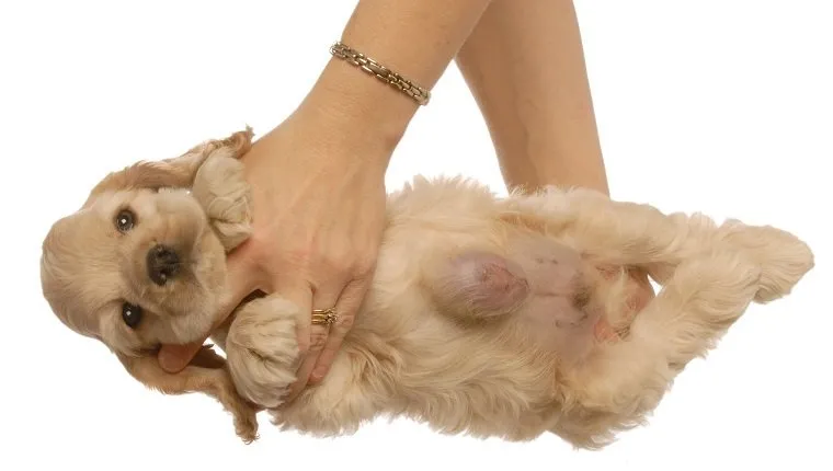 脐疝：狗狗肚脐上的小凸起，可能引起身体的大毛病