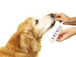 人类的药物可以给狗狗服用吗？用错了可能会要了狗狗的命