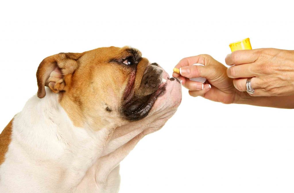 人类的药物可以给狗狗服用吗？用错了可能会要了狗狗的命