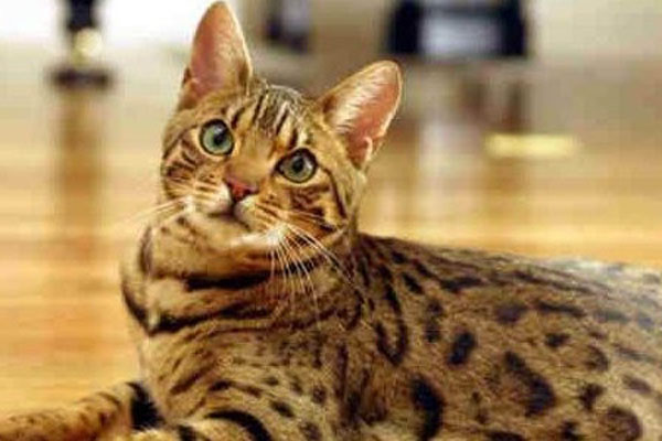 孟加拉豹猫多少钱一只 孟加拉豹猫粘人吗