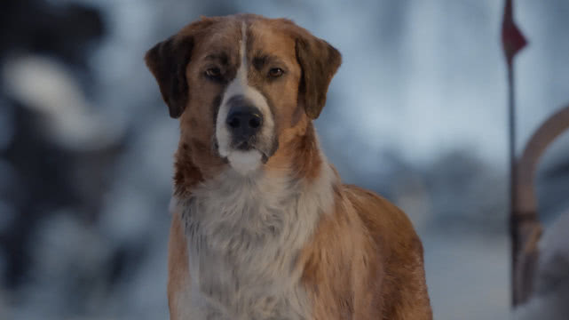 《野性的呼唤》中的巴克是什么狗？藏獒后代，出色的雪地搜救犬