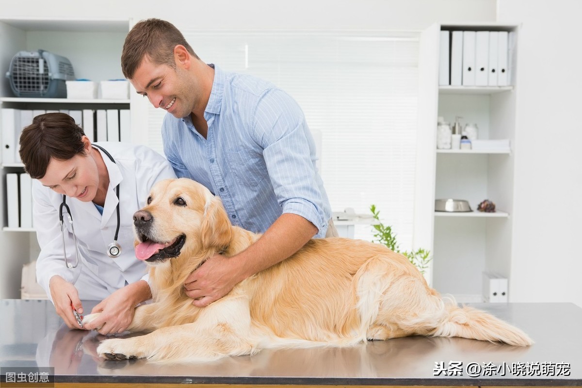 狗狗爪子红肿经常舔脚，有可能是趾间炎，原因、预防主人要了解