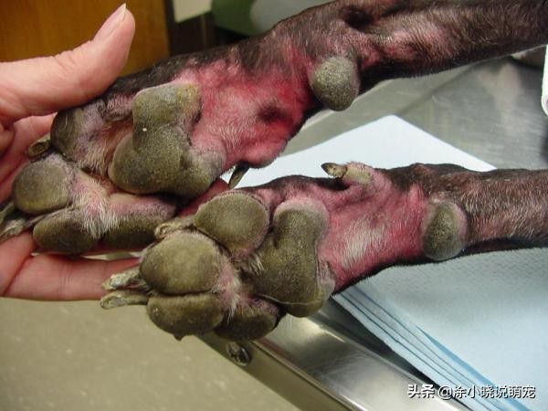 狗狗爪子红肿经常舔脚，有可能是趾间炎，原因、预防主人要了解