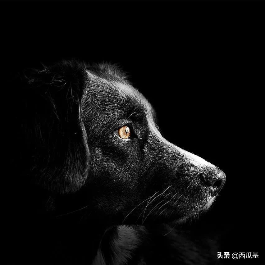 狗的视力到底有多好？狗在黑暗中能看到东西吗？
