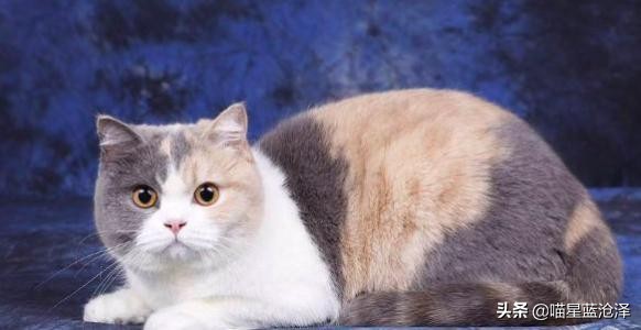 英国短毛猫为什么称之为蓝猫？长毛英短你见过了吗？