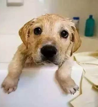 幼犬多大可以洗澡，铲屎官记住时间不要忘记