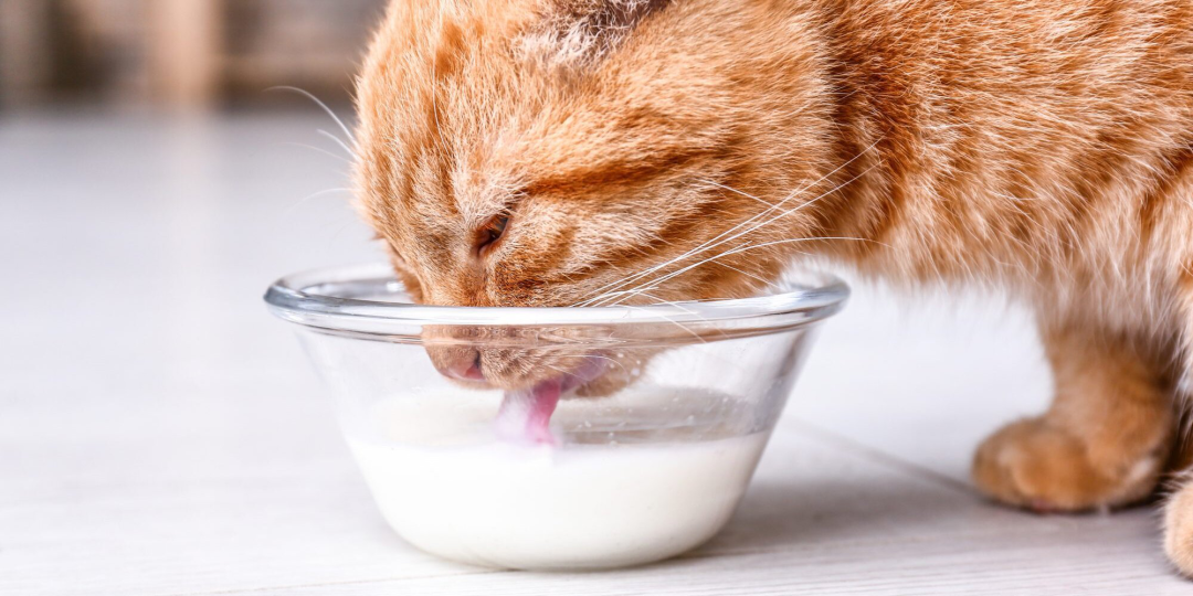 猫咪奶水不足不要慌，月子餐催奶好配方