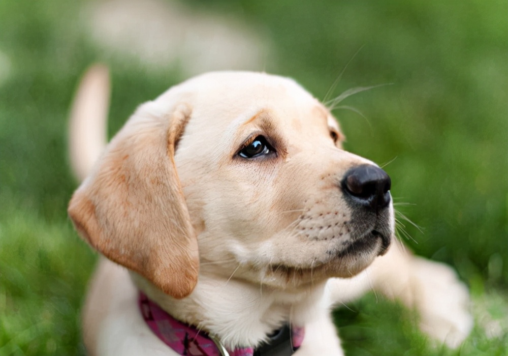 困扰！怎么治疗狗狗耳螨？黑褐色耳垢和耳道的清理方法