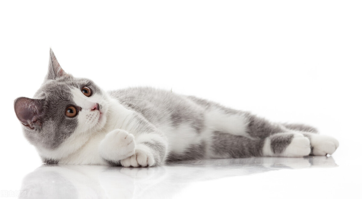 宠物托运知识｜猫咪忍痛的10种现象，你知道哪几种？