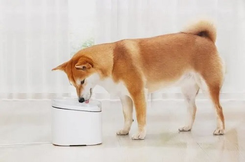 狗特别能喝水尿还多
