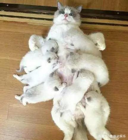 布偶猫一次生了19只小猫，网友直呼：这是一屋子的人民币啊