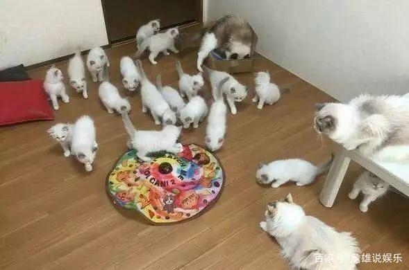布偶猫一次生了19只小猫，网友直呼：这是一屋子的人民币啊