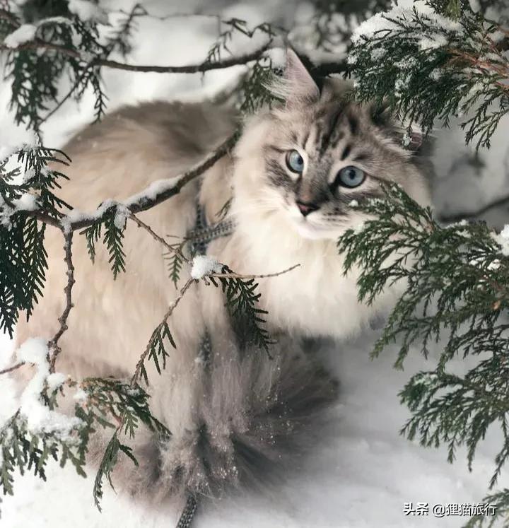 西伯利亚森林猫是俄罗斯国猫，尾巴蓬松体型大，喜群居有家族观念