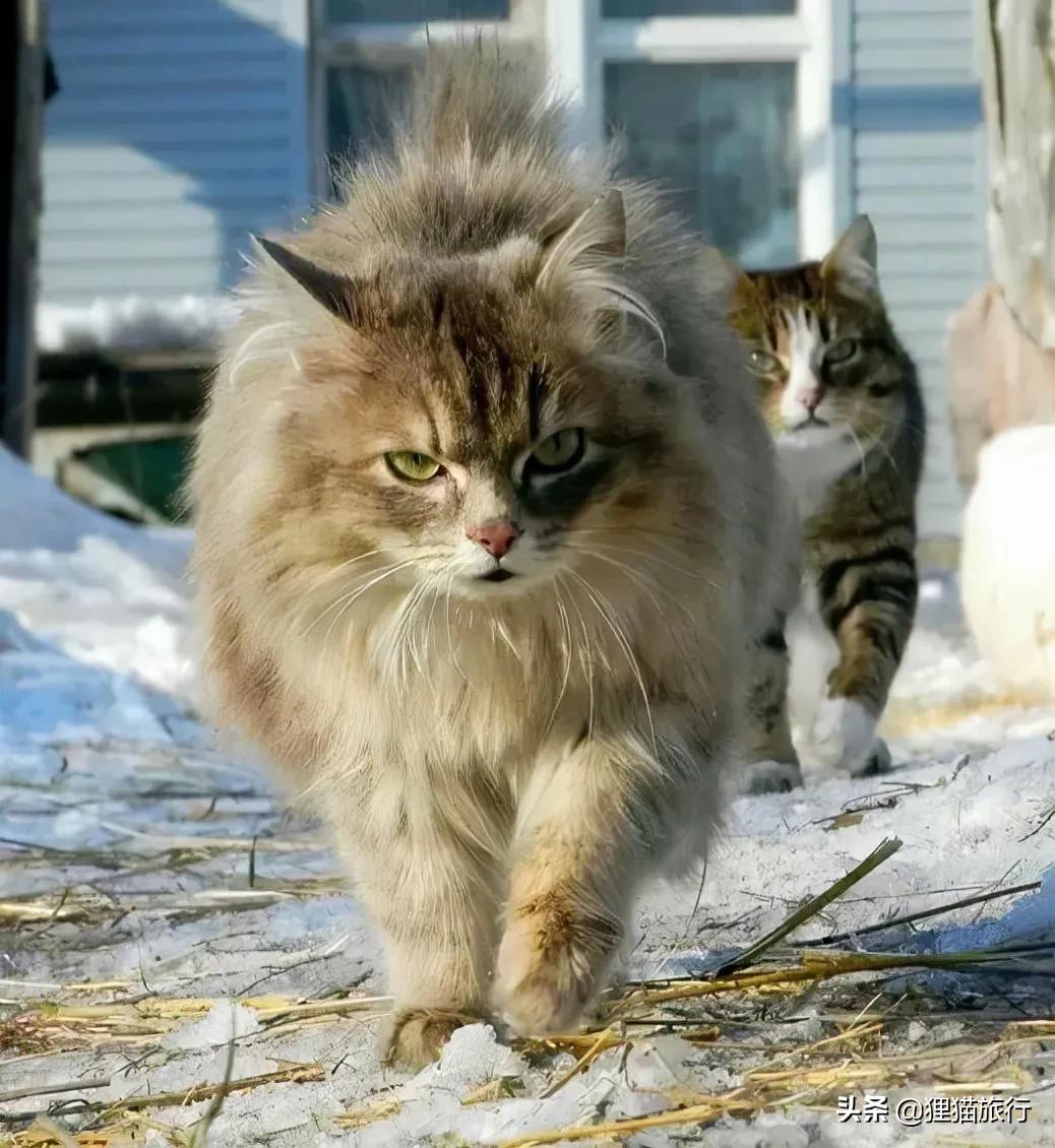 西伯利亚森林猫是俄罗斯国猫，尾巴蓬松体型大，喜群居有家族观念