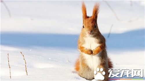 雪地松鼠寿命 雪地松鼠寿命一般是5到6年