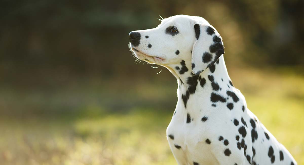 狗狗舌头上蓝黑色斑点是病变吗？你家狗狗舌头上是否也有？