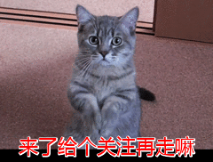中华田园猫只不过是只土猫，有什么好养的呢？
