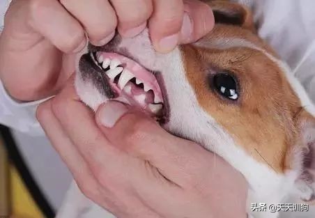 狗狗从多大开始换牙呢？