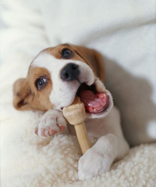 狗狗磨牙棒的正确使用方法：咬的不仅是痛快，也是一种需求