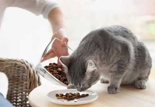 猫咪自由采食跟定时喂食的优缺点，看完你就知道怎么喂了