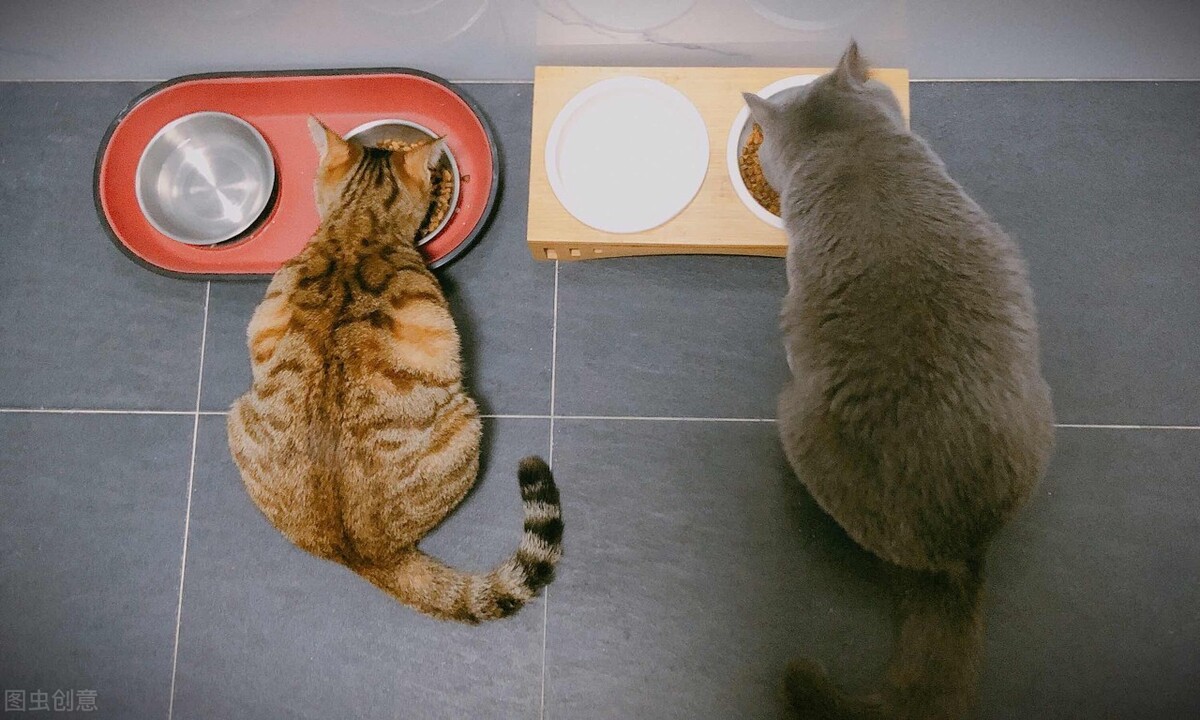 猫咪自由采食跟定时喂食的优缺点，看完你就知道怎么喂了