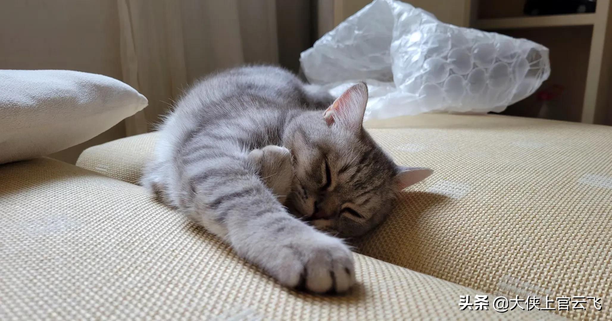 猫咪在天凉的时候容易嗜睡