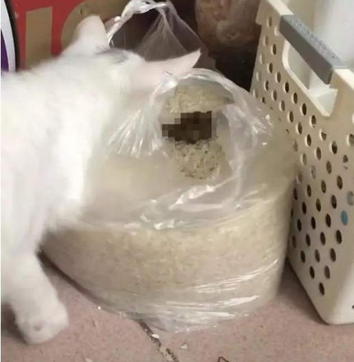 既然都养猫了，猫粮配料表是一定要学会看的，不然猫就要受罪了