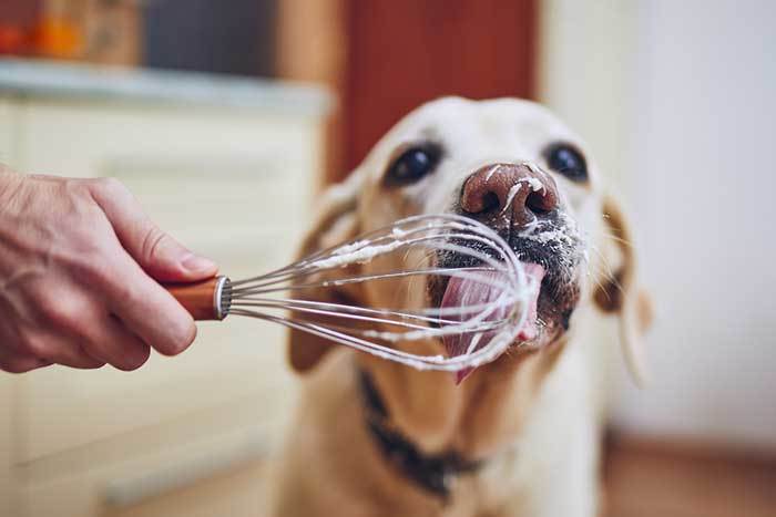 狗狗可以吃奶油吗？奶油对狗狗来说有益吗？喂狗吃奶油的注意事项
