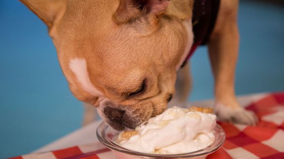 狗狗可以吃奶油吗？奶油对狗狗来说有益吗？喂狗吃奶油的注意事项
