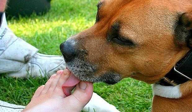 原来狗狗在不同时候“舔你”，表达的意思也不一样