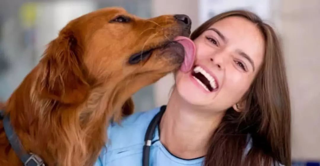 原来狗狗在不同时候“舔你”，表达的意思也不一样