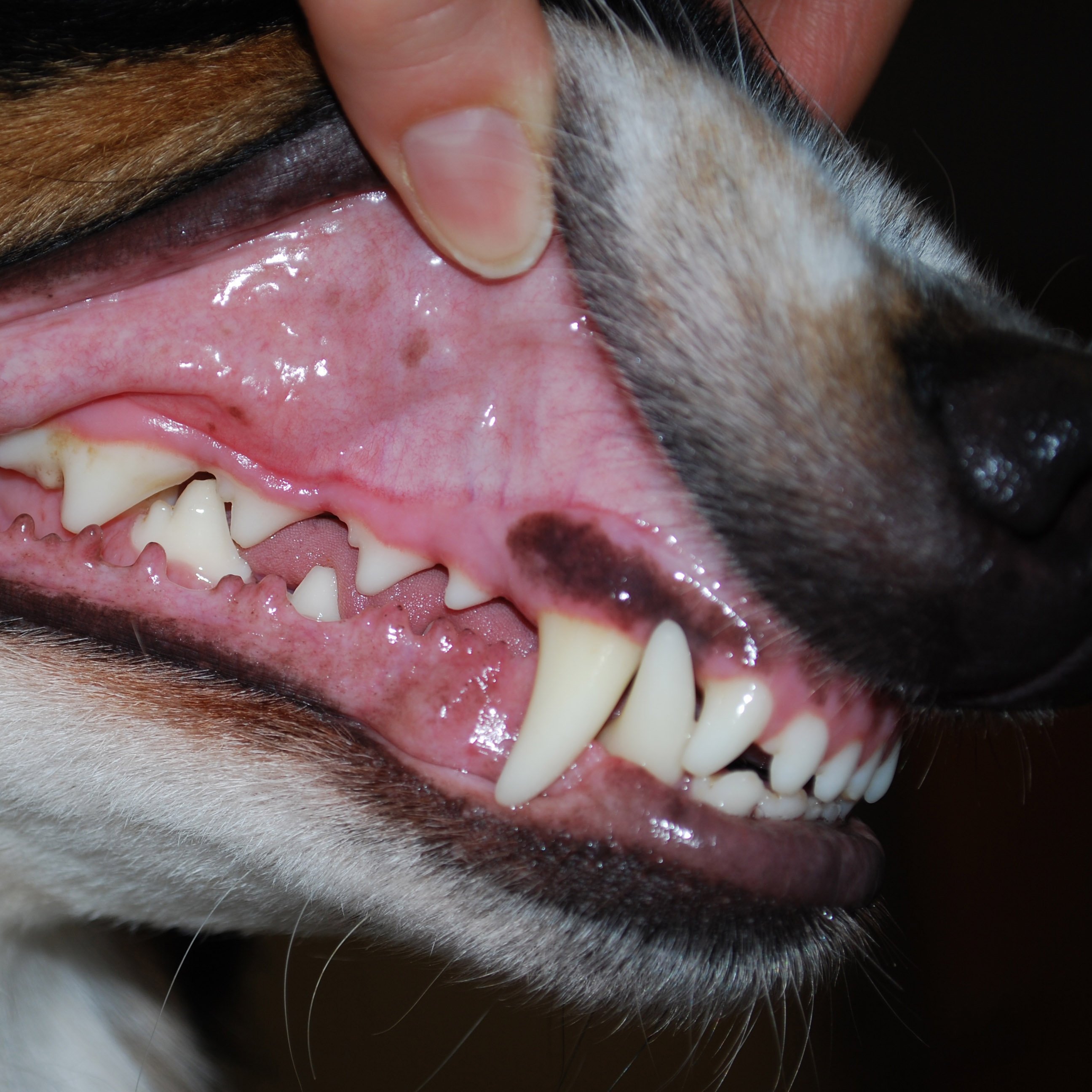 狗狗有牙结石，都是这3个坏习惯引起，狗狗得了牙结石怎么办？