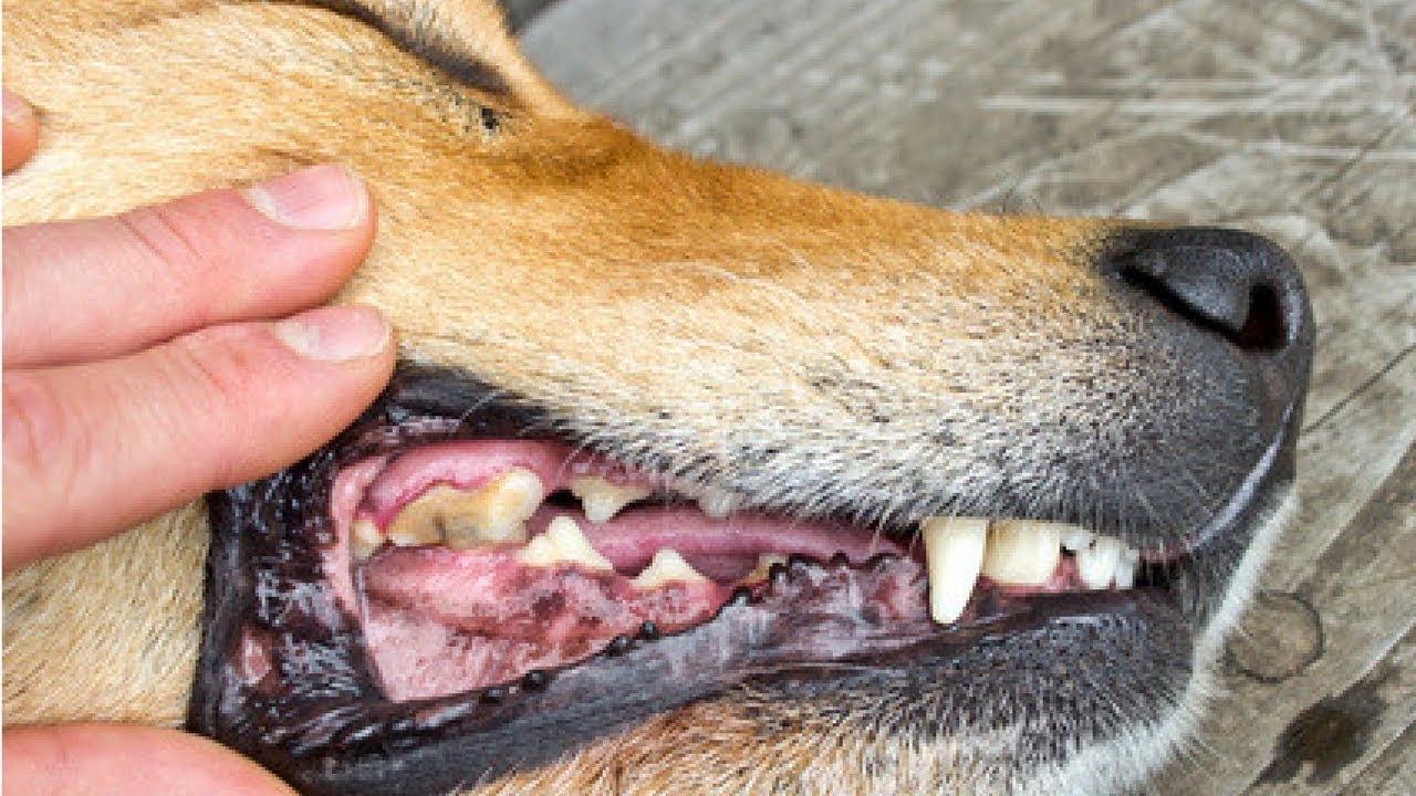 狗狗有牙结石，都是这3个坏习惯引起，狗狗得了牙结石怎么办？