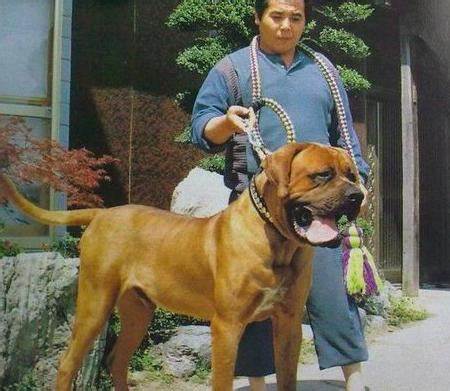 世界十大凶犬——相扑獒犬，土佐犬
