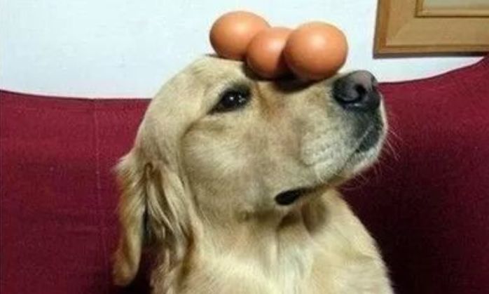 辟谣，狗狗不能每天吃鸡蛋，过量摄入蛋黄成分，极易造成肾衰竭