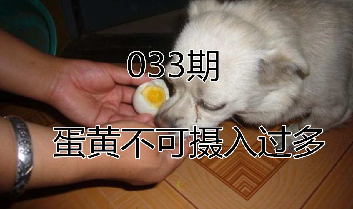 辟谣，狗狗不能每天吃鸡蛋，过量摄入蛋黄成分，极易造成肾衰竭