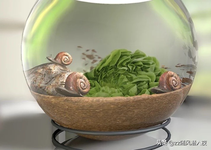 如何饲养蜗牛