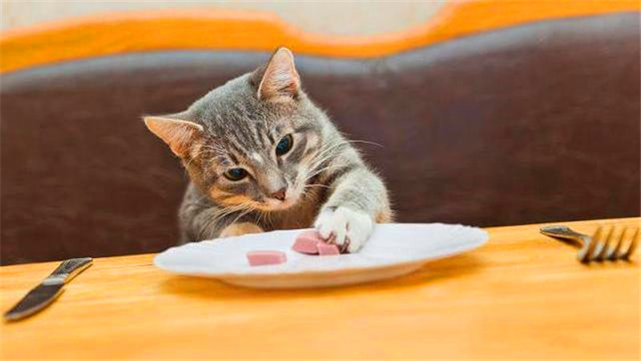 小猫喜欢吃什么东西？这10样食物它看到都会“流口水”