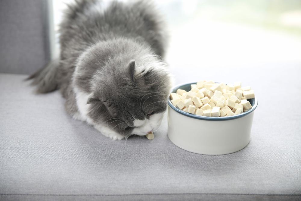 小猫喜欢吃什么东西？这10样食物它看到都会“流口水”