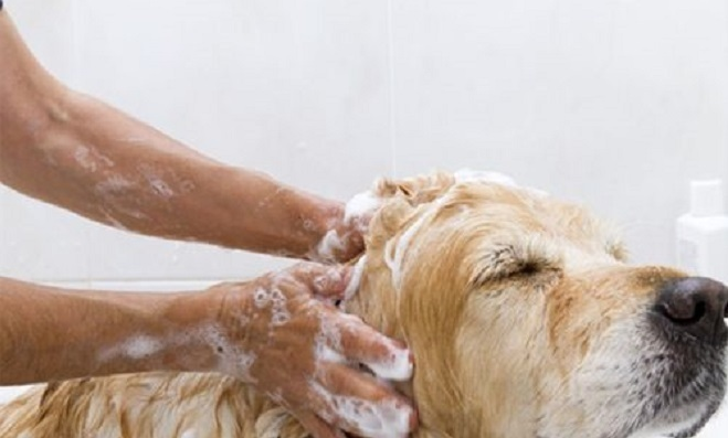 狗狗能用人的沐浴露吗